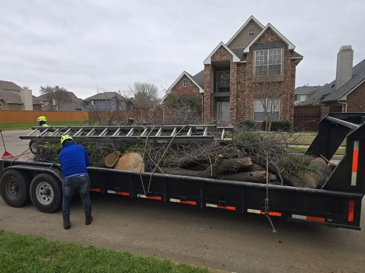Expert Tree Removal with proper safety equipment in Lima